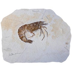 Large Fossil Shrimp Plate