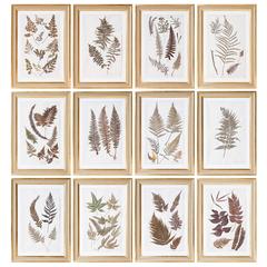 Set of 12 Large Pressed Victorian Ferns in Water Gilt and Gessoed Frames