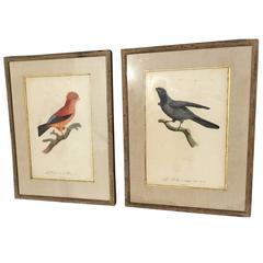 2 Hand Colored Prints of Birds of Paradise after J. Barraband, by Rousset, 1806