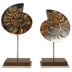 Split Fossilized Ammonite Shell
