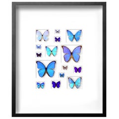 Cerulean Butterfly Mosaic