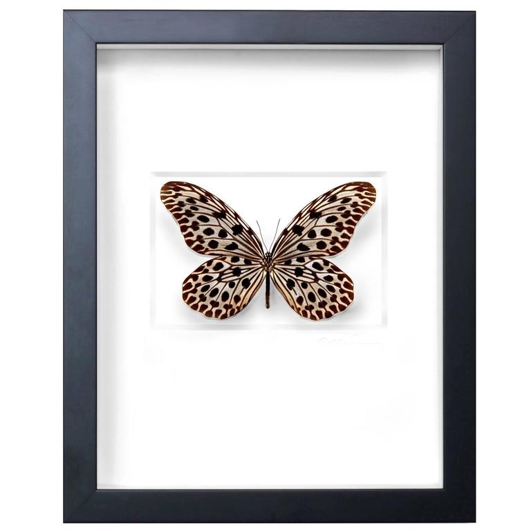 Rice Paper Butterfly For Sale at 1stdibs
