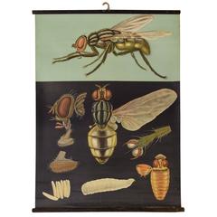 German Educational Poster of a Fly