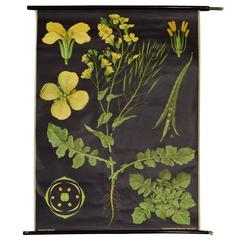 Retro German Educational Poster of a Rapeseed Flower