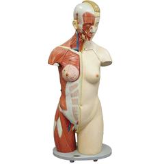 Great Female Anatomical Bust by Louis M. Meusel, circa 1920