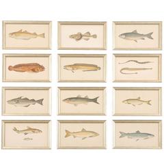 Set of 12 Antique Hand Colored Prints of Fish from the British Isles 1862
