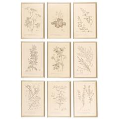 Nine 18th Century Framed Botanical Engravings