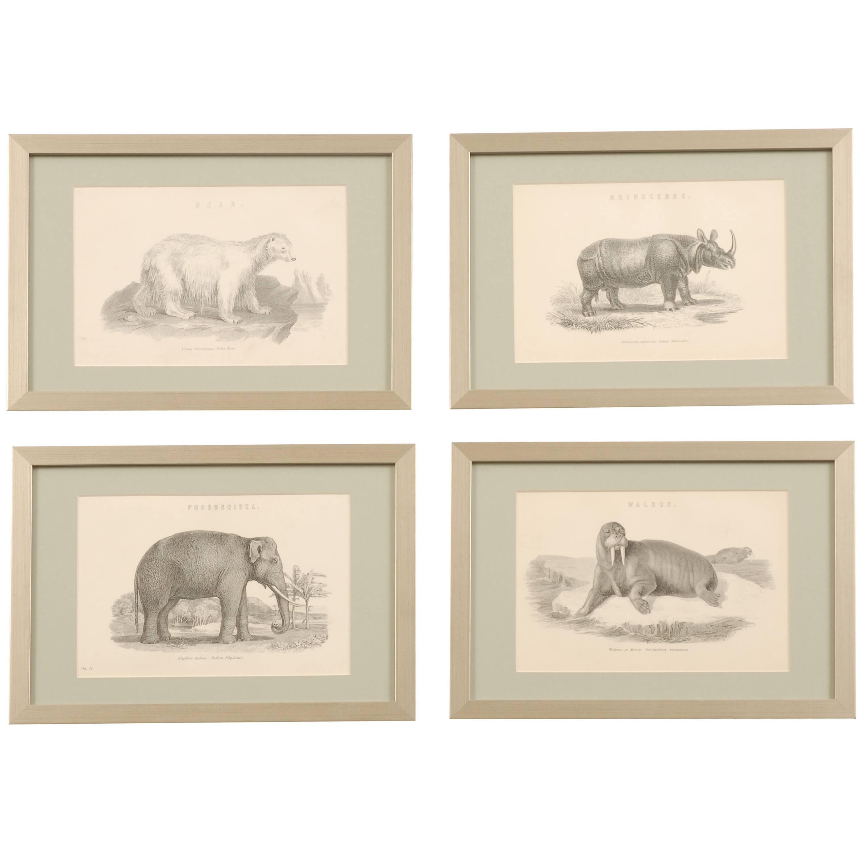 19th Century Framed Antique Engravings of Natural History Animals For Sale