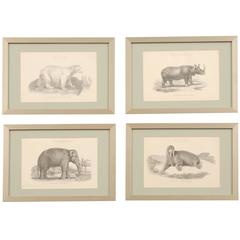 19th Century Framed Antique Engravings of Natural History Animals