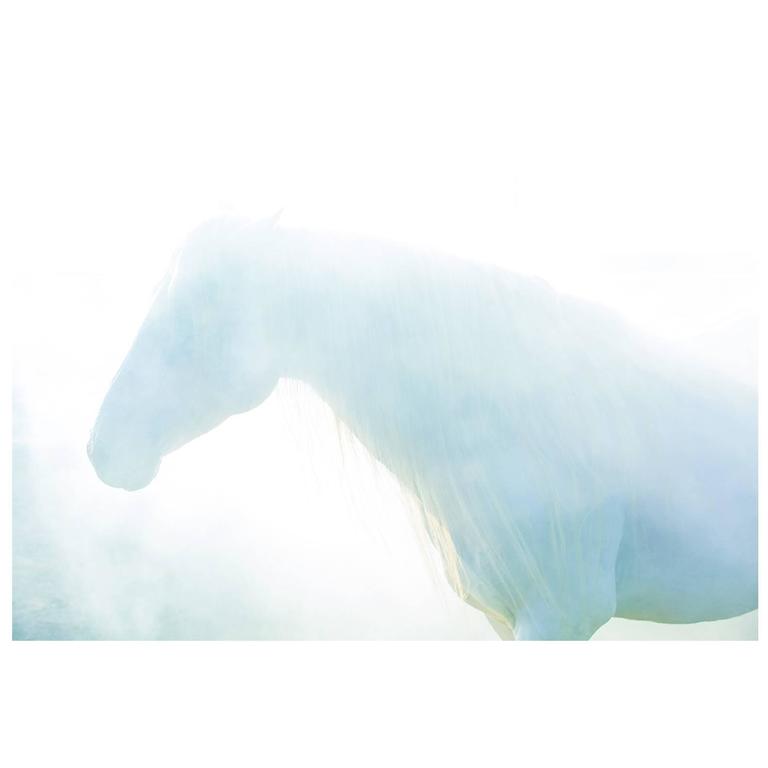 "Blue," Limited Edition Horse Color Photograph by Lisa Houlgrave For Sale