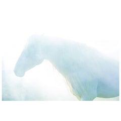 "Blue," Limited Edition Horse Color Photograph by Lisa Houlgrave