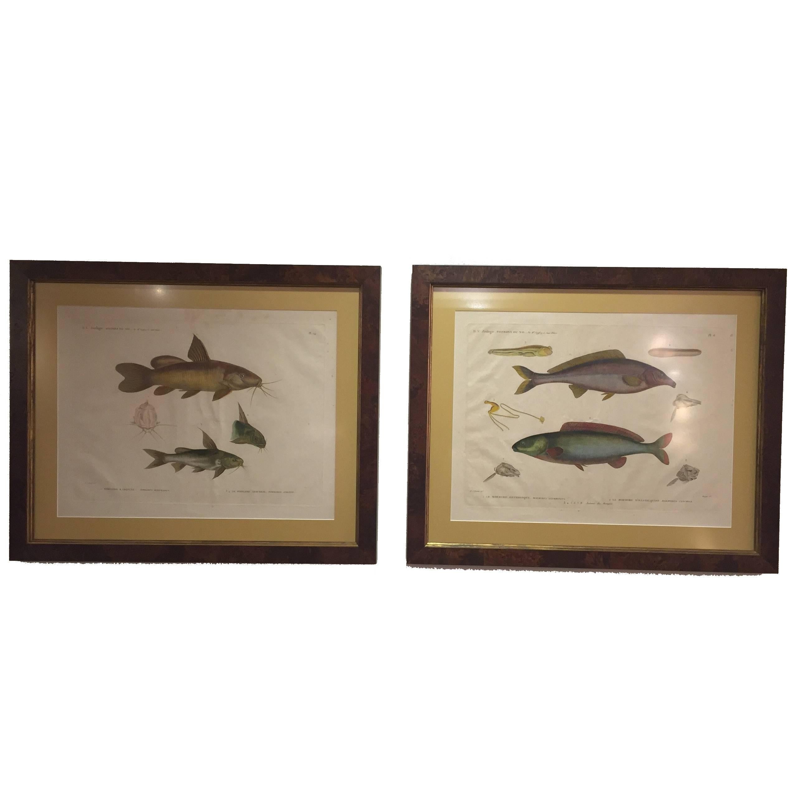 Pair of Framed Zoological Prints, Fish of the Nile For Sale