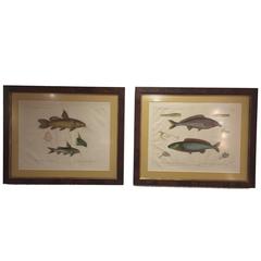 Pair of Framed Zoological Prints, Fish of the Nile 10