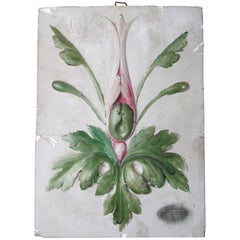 Antique 19th Century French Educational Plaster Botanical Plaque
