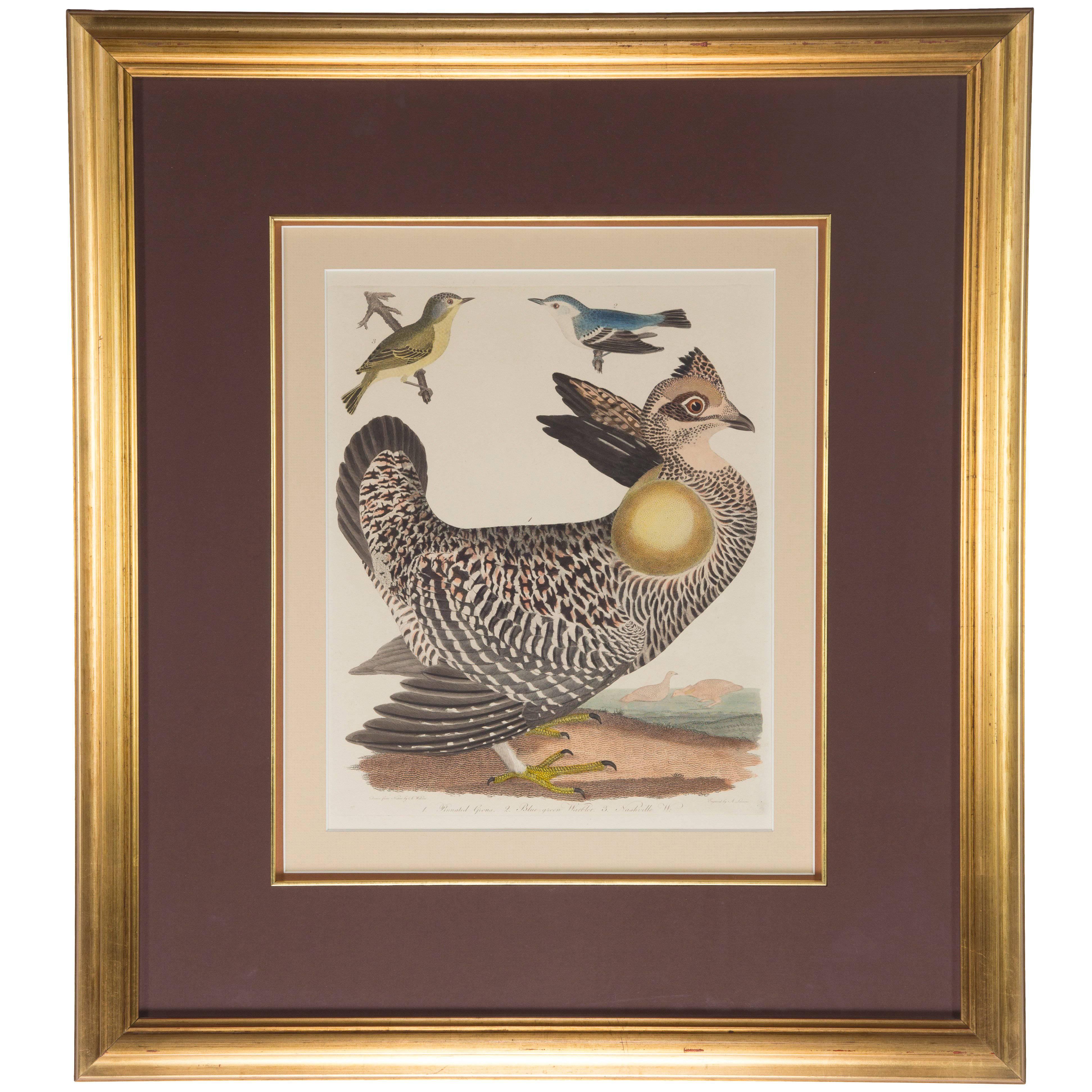 Ornithological Hand-Painted Alexander Wilson Engraving