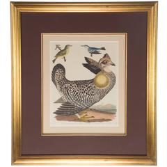 Hand-Painted Ornithological Engraving by Alexander Wilson 3
