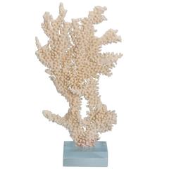 Table Coral Sculpture on Lucite Base with a Modern Vibe