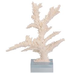 Organic Modern Branch Coral Sculpture on a Lucite Base