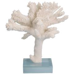 Branch Coral Specimen on Lucite