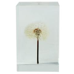 Tampopo Acrylic Dandelion Object