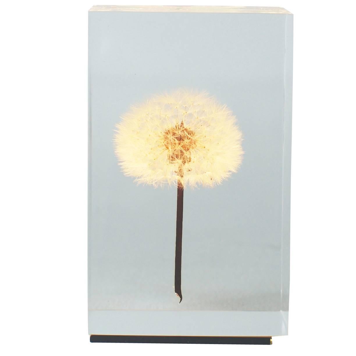 OLED TAMPOPO Dandelion Object Light