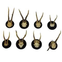 Eight Nice Black Forest Deer Trophies, circa 1900 6