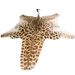 Authentic and Beautiful African Giraffe Skin Rug