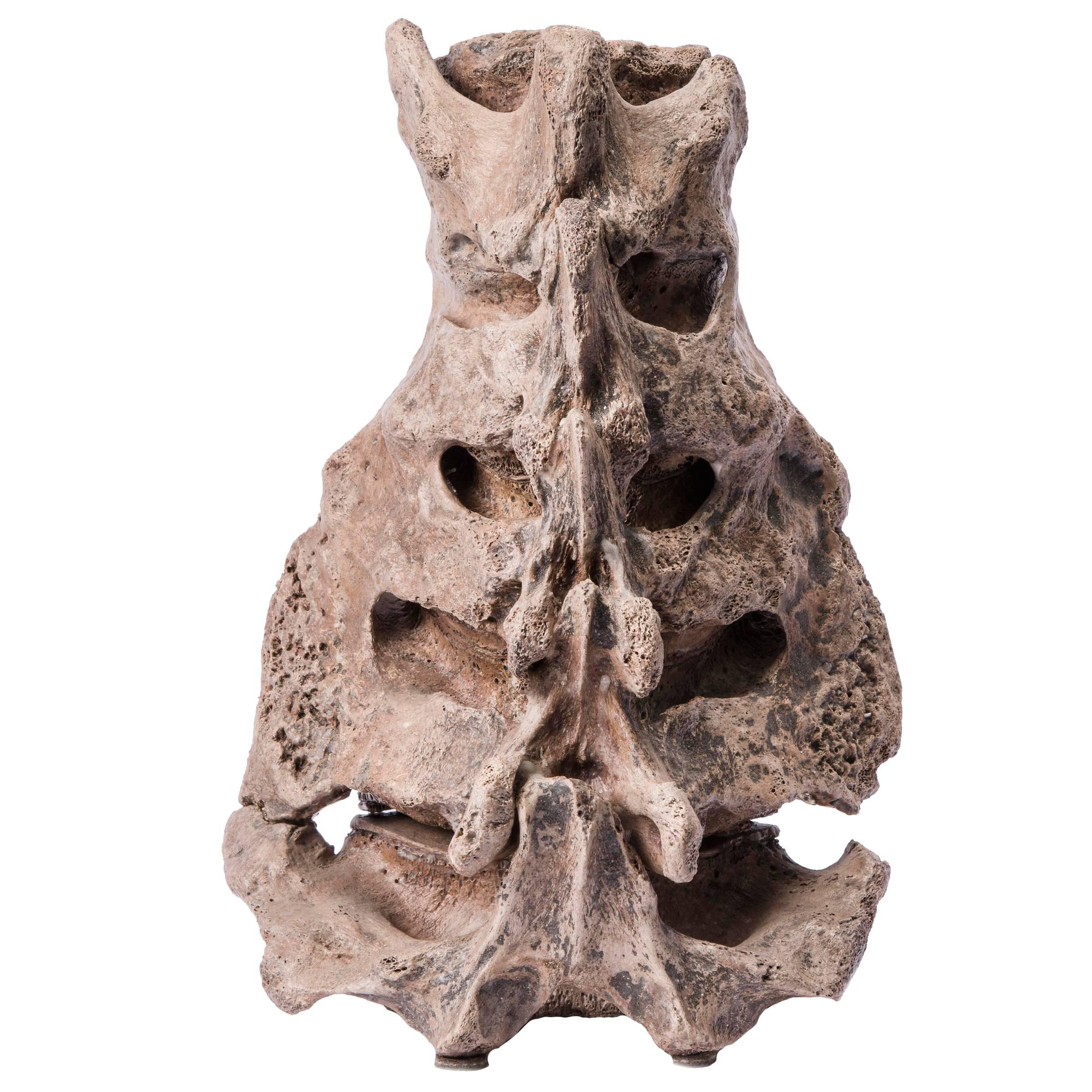 Mammoth Sacrum Vertebra North Sea - the Netherlands For Sale