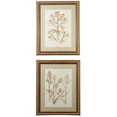 Antique Pair of Framed "Ettingshausen" Nature Prints, circa 1850