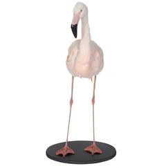 Taxidermy Flamingo