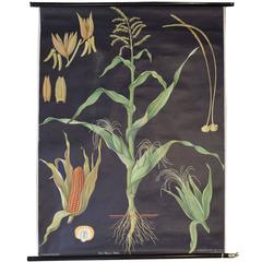 Vintage German Educational Poster of Corn