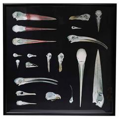 Photo of Bird Skulls by Stephen Crow