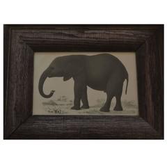 Original Antique Print of an Elephant, circa 1850