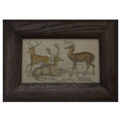 Original Antique Print of Deer, circa 1850