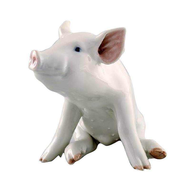 Royal Copenhagen Porcelain Large Pig, Number 414