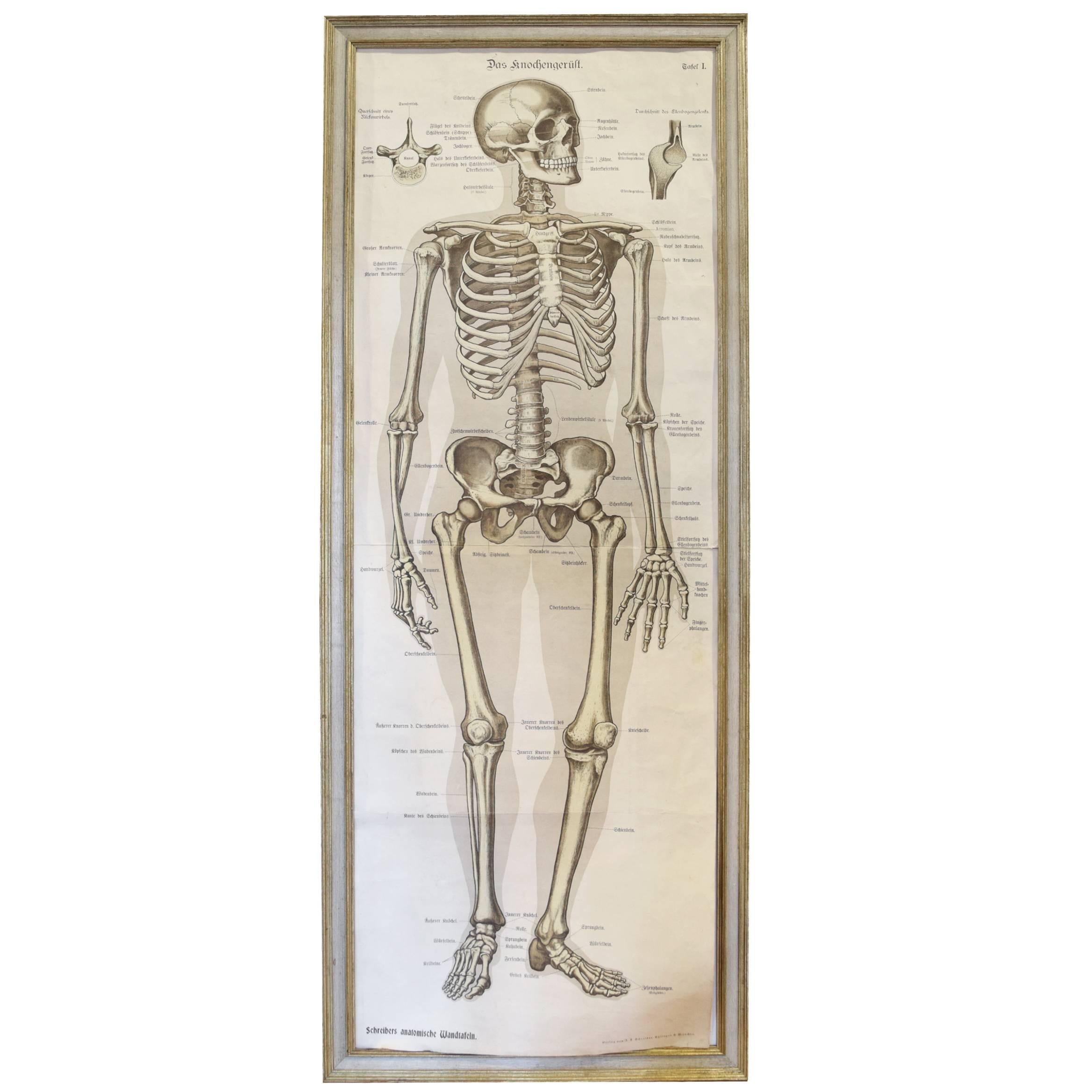 German Skeletal System Chart