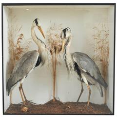 Large Pair of Antique Taxidermy Herons in Original Case