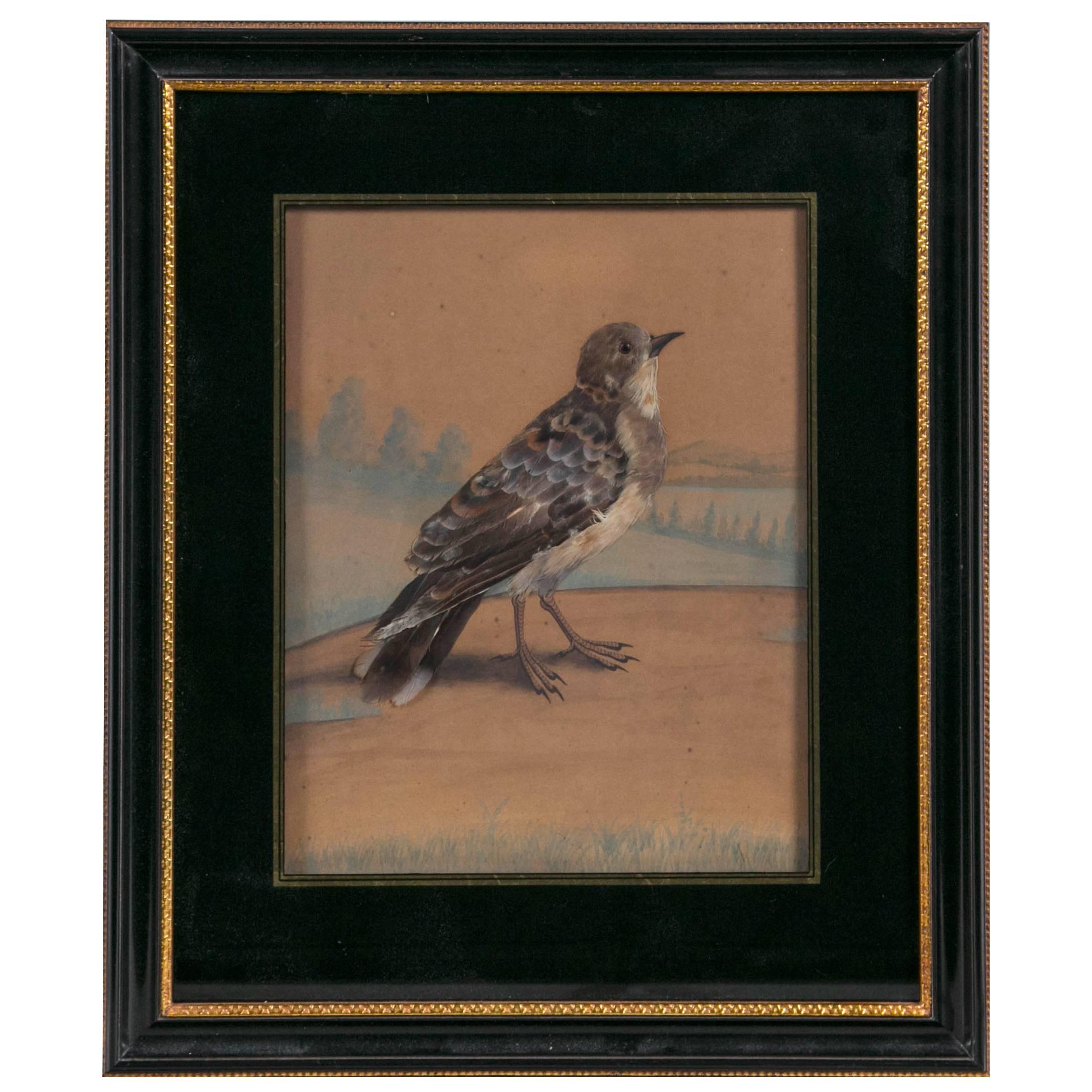 19 th Century English Feather Bird Watercolor  For Sale