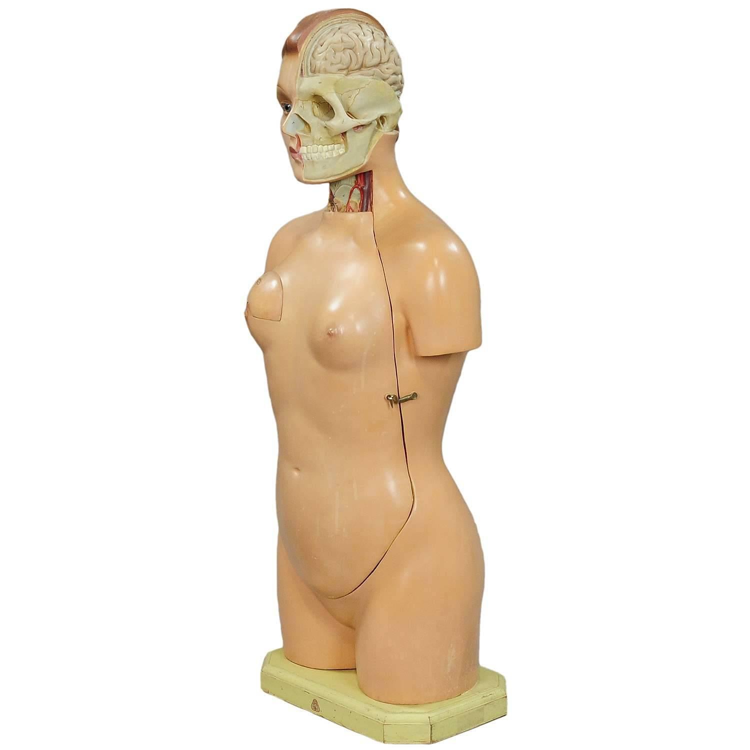 Great 3D Anatomical Torso by Somso, circa 1950