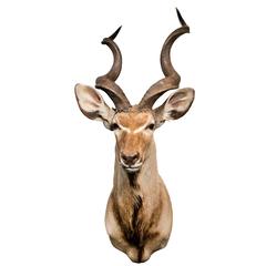Taxidermy -Early 20th Century Blackbuck Antelope Head  