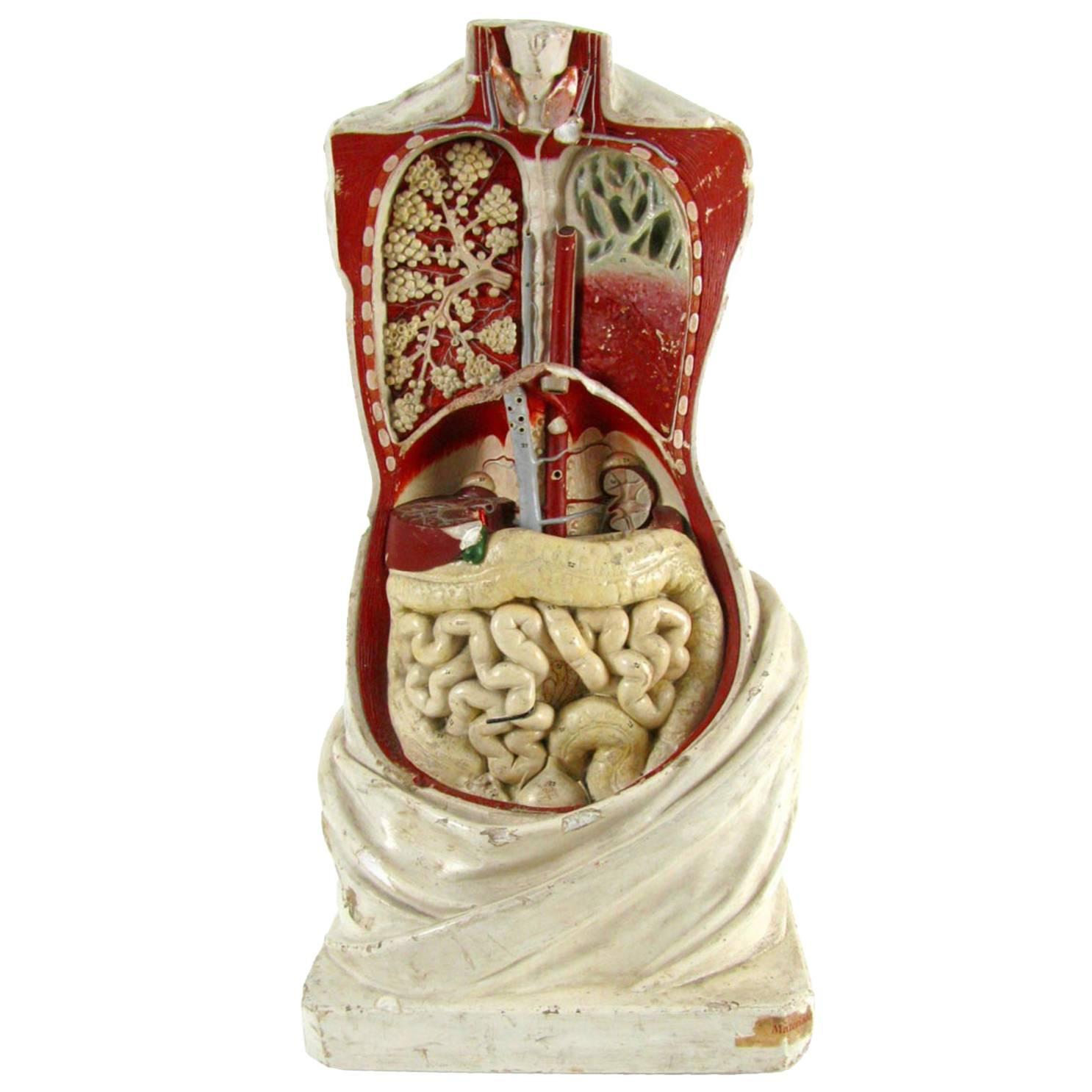 1870s German Plaster Sculpture Anatomical Torso Model by G. Steger Schkeuditz