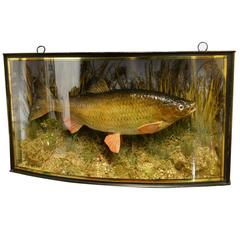 Fish in Bow Fronted Case