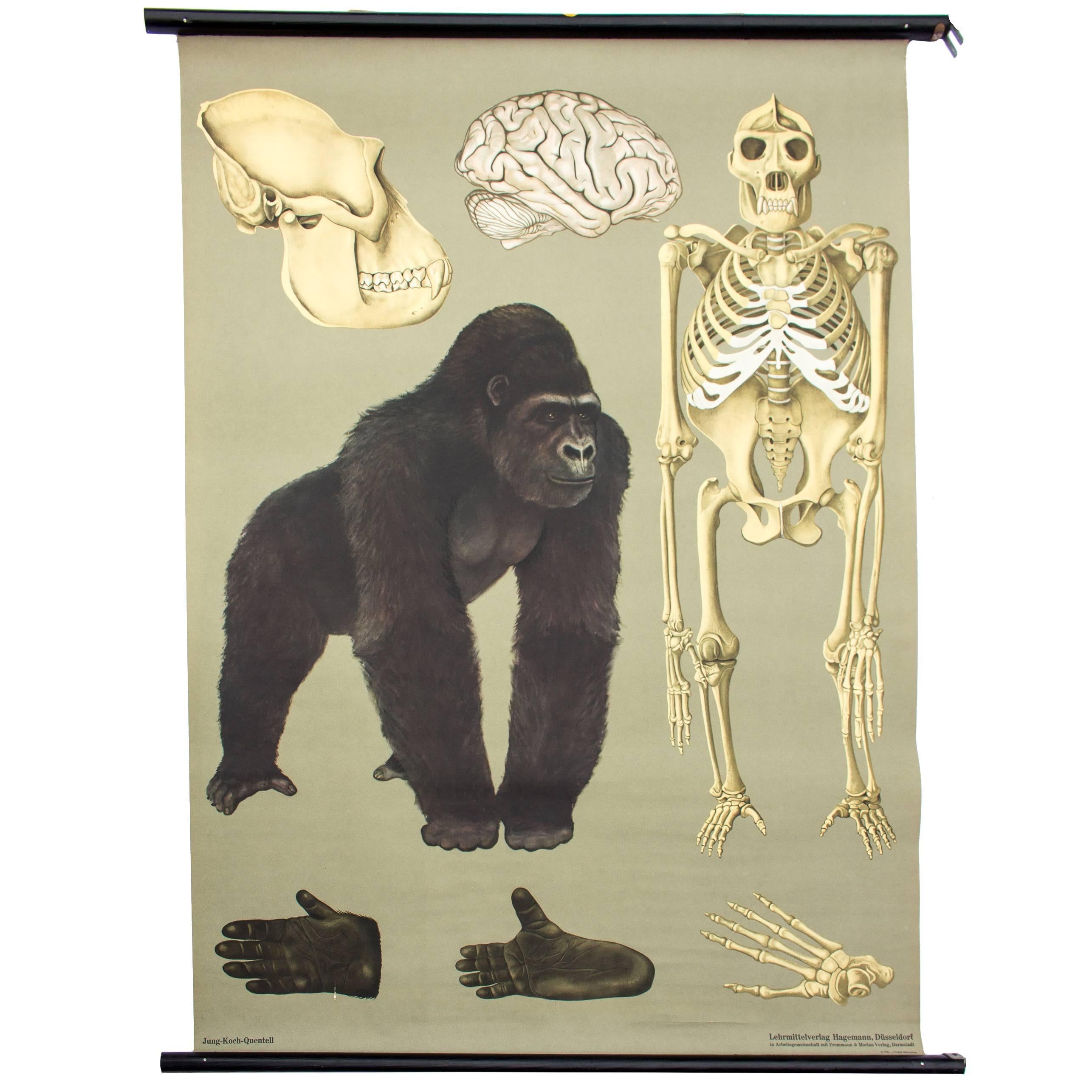 Wall Chart Gorilla from Jung-Koch-Quentell, 1961