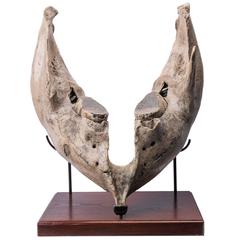 Partial Skull of a Woolly Mammoth 'Mammuthus Primigenius' - Europe, North Sea 12