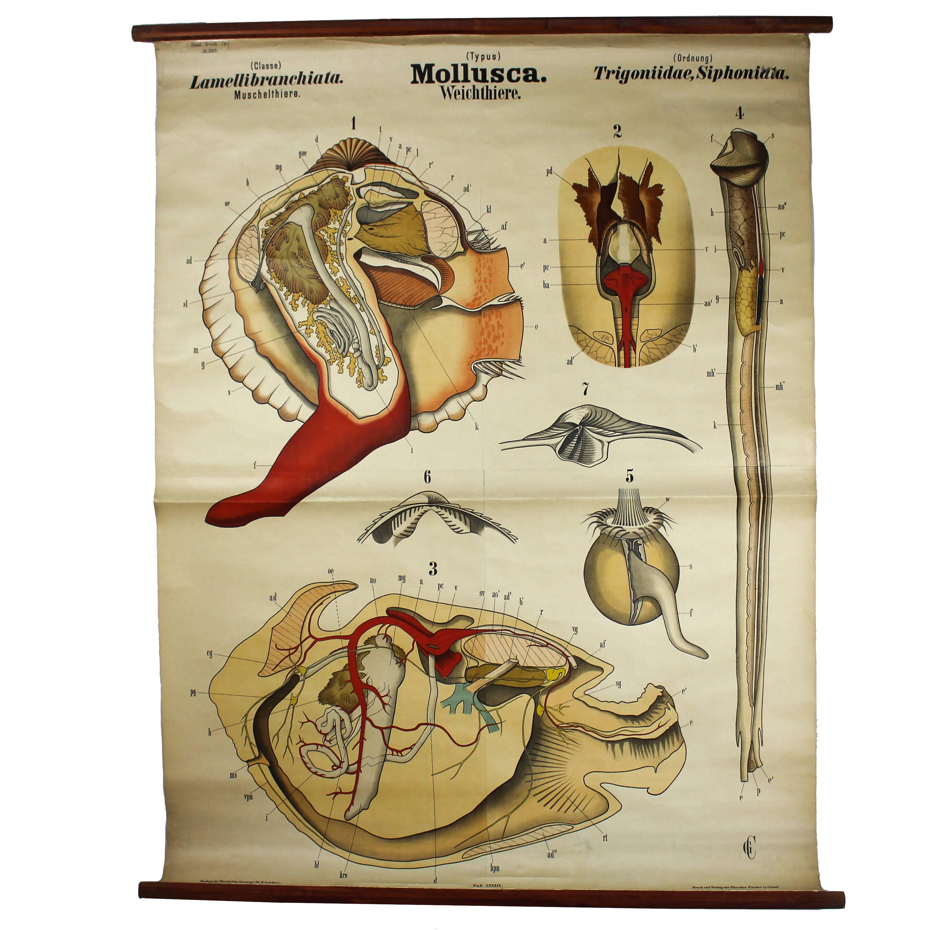 Rare Antique Wall Chart Mollusca by Rudolf Leuckart, 1885 For Sale