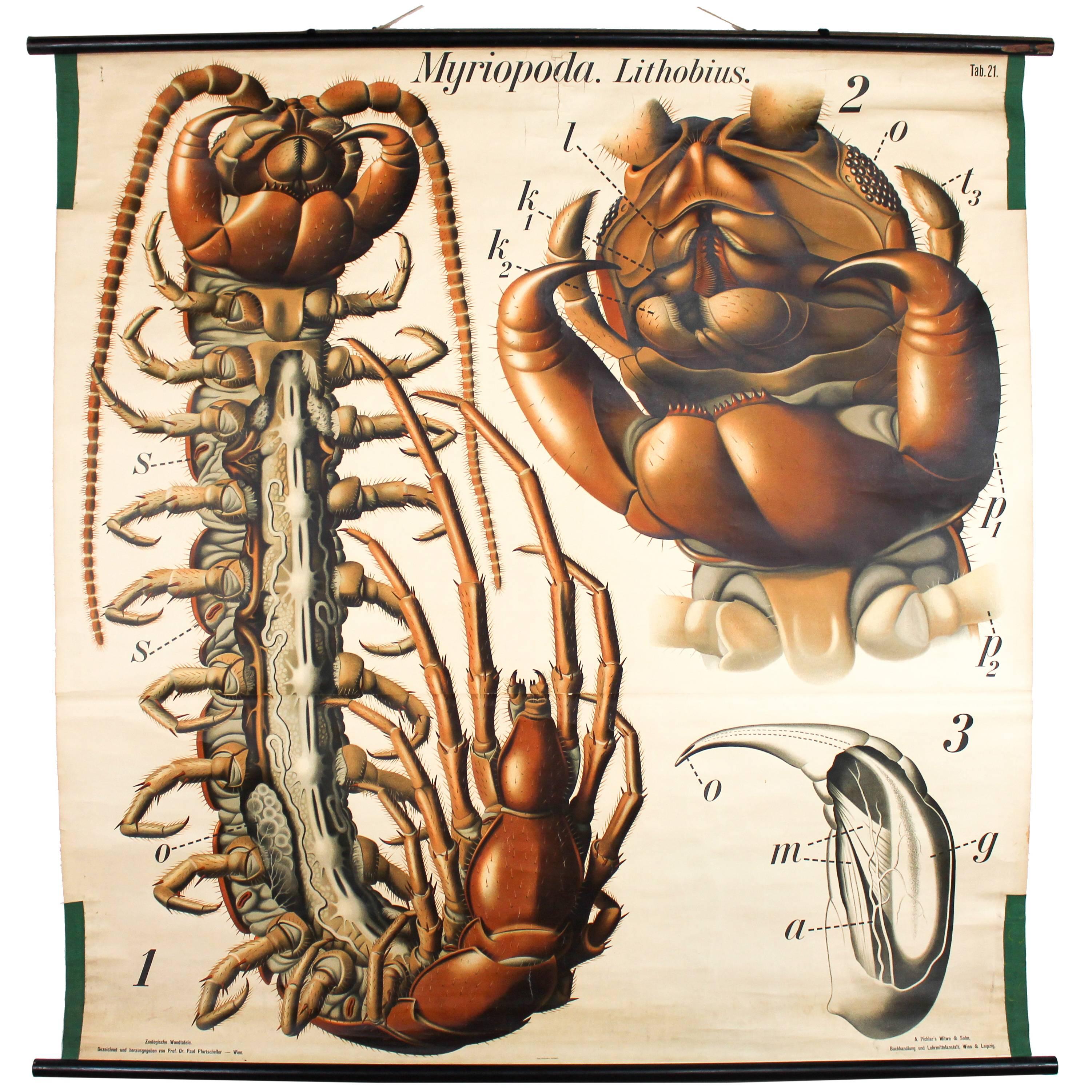 Antique Wall Chart Centipede by Paul Pfurtscheller, 1912 For Sale