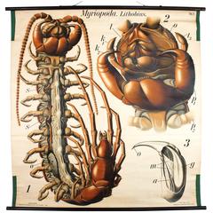 Antique Wall Chart Centipede by Paul Pfurtscheller, 1912
