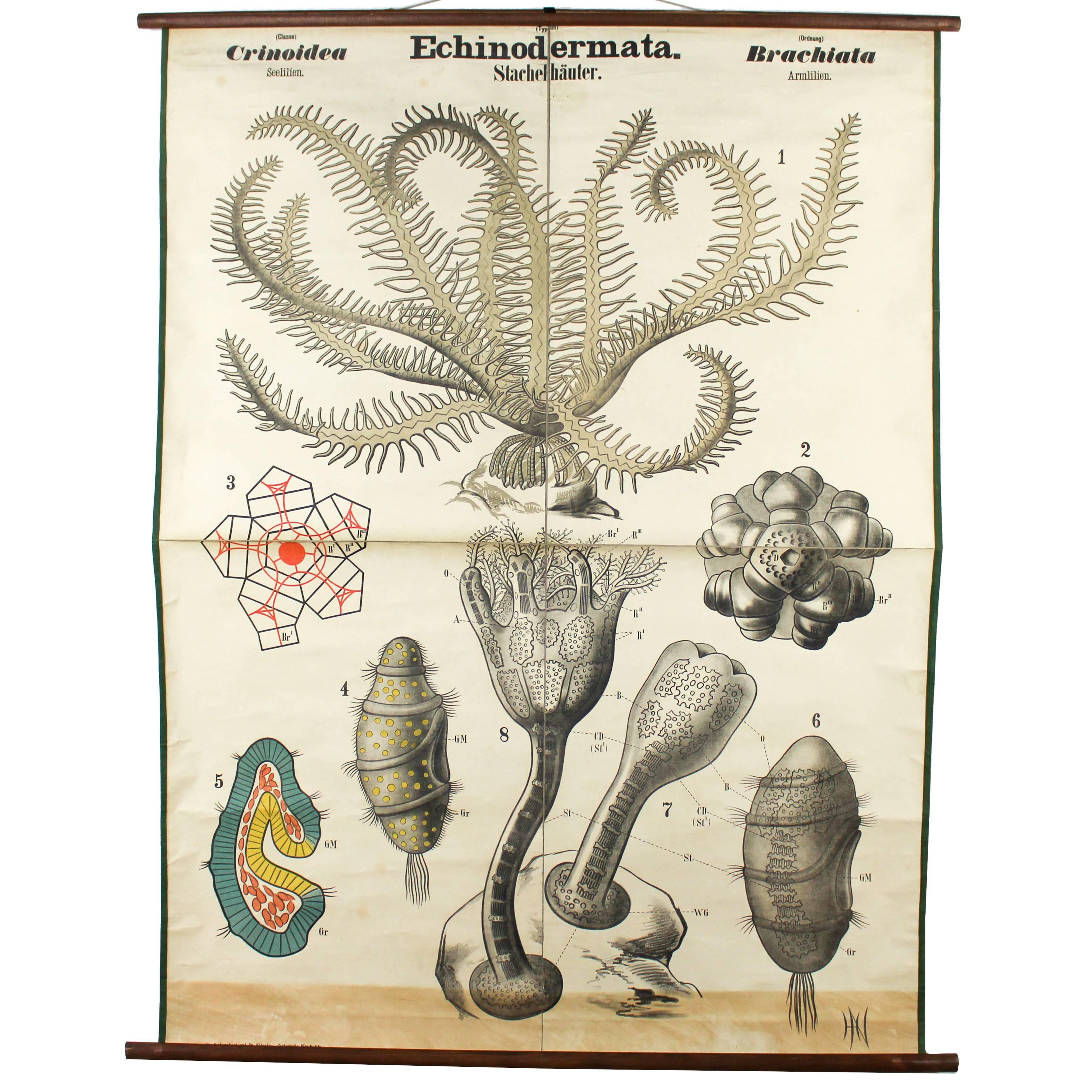 Antique Wall Chart Echinoderm by Rudolf Leuckart, 1885 For Sale