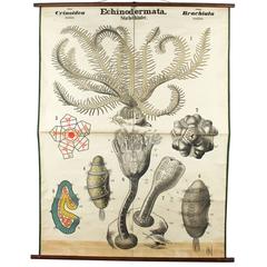 Antike Wandtafel „Echinoderm“ von Rudolf Leuckart, 1885