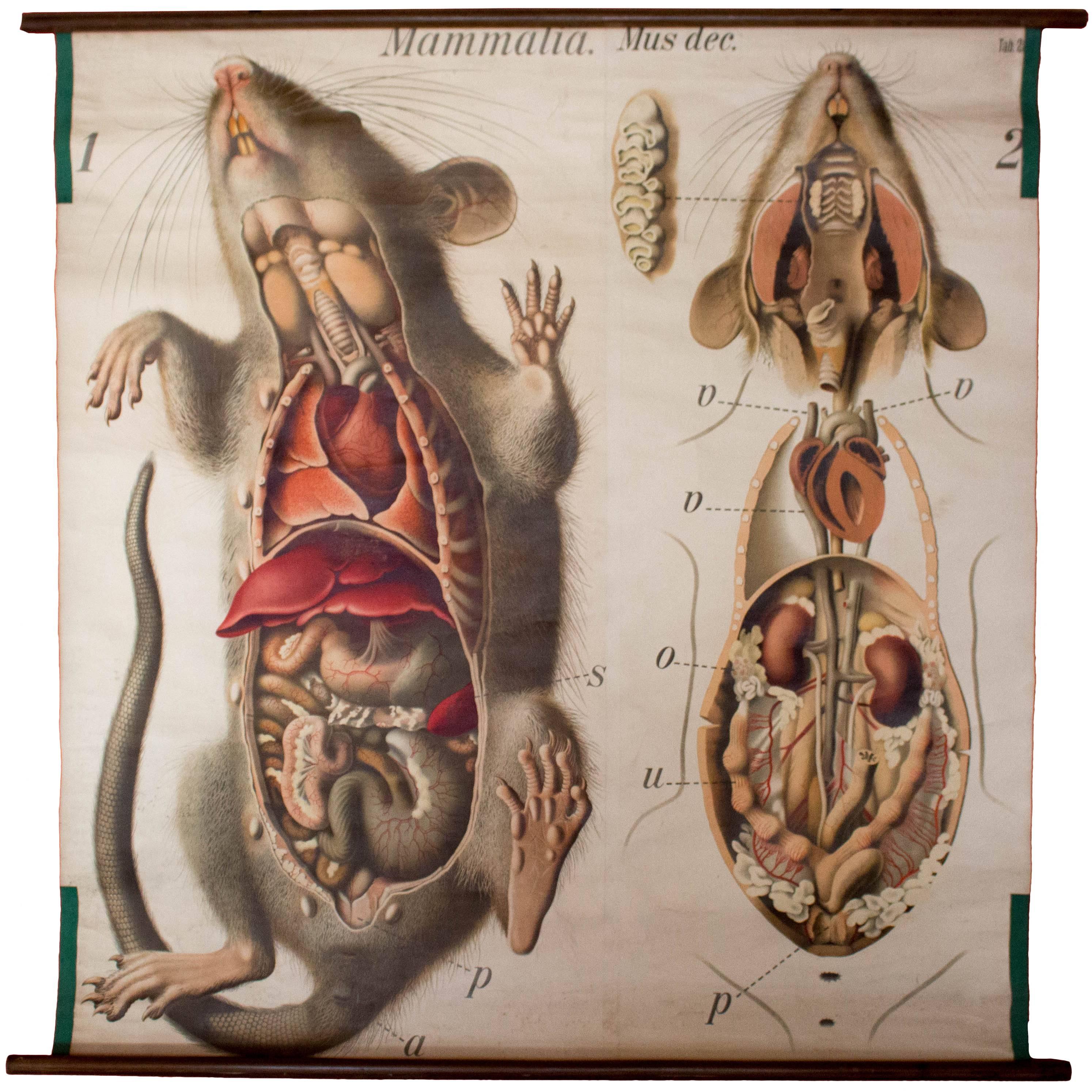 Серая крыса строение. Анатомия крысы внутренние органы. Топография внутренних органов крысы. Анатомия крысы внутреннее строение.